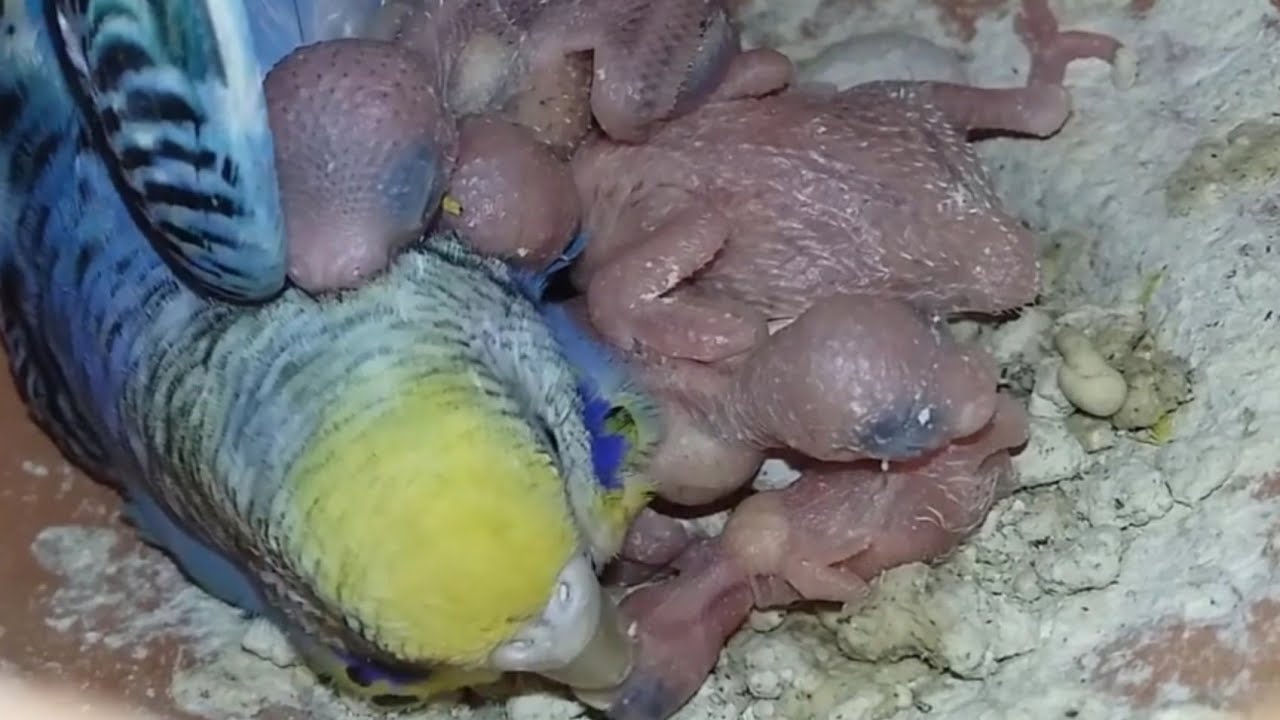 Tiniest Little New Born Babay Bird Chick Geeting Feed | The Smallest Bird You Have Ever Seen