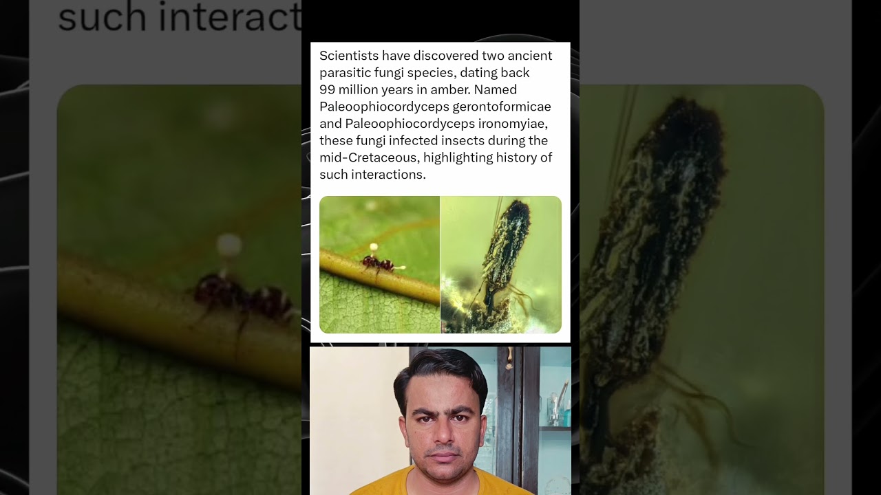 Ancient Parasitic Fungi Species Discovered in 99-Million-Year-Old Amber