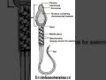 BIOLOGY BEST CONCEPT A SINGLE VIEW