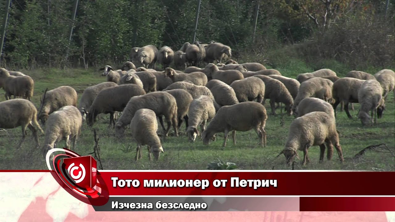Тото милионер от Петрич /20.10.2015/