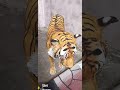 Tiger Stick video