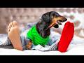 The Truth About Missing Sock! 😱 Cute & funny dachshund dog video!