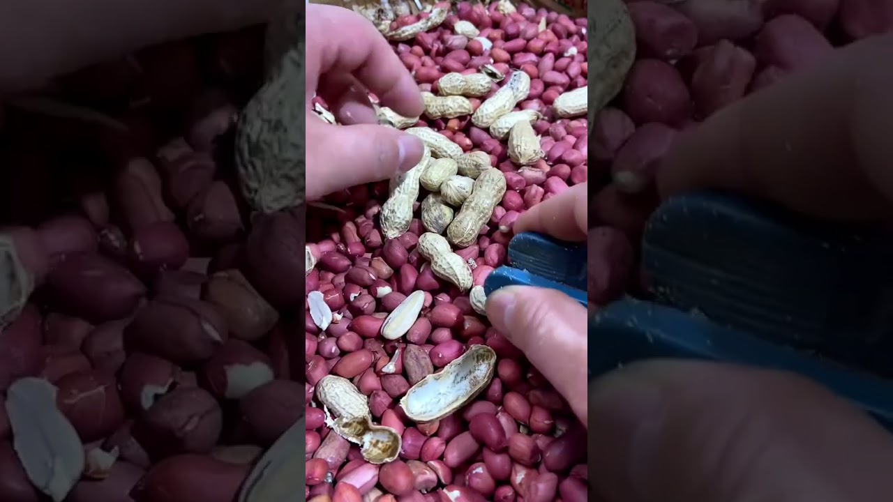 A simple tool for peeling peanuts. 