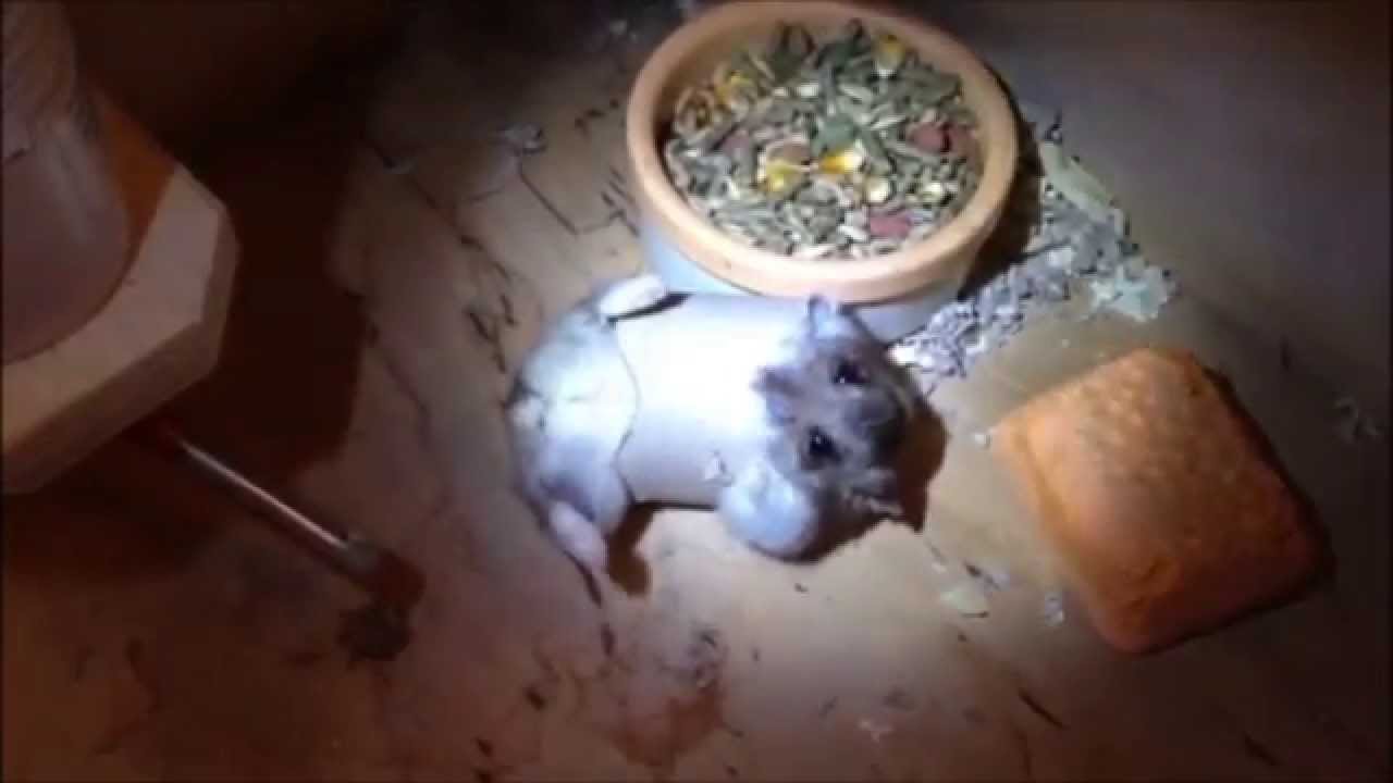 Odi Cute hamster versus toilet roll YouTube