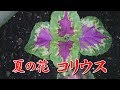 2018 夏 コリウス栽培1  Beautiful Coleus blumei の動画、YouTube動画。