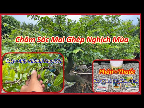 Chăm Sóc Mai Ghép Nghịch Mùa, Mẹo Giúp Nhánh Mau Lớn | MAI ĐA PHÚC Duy Hiếu |