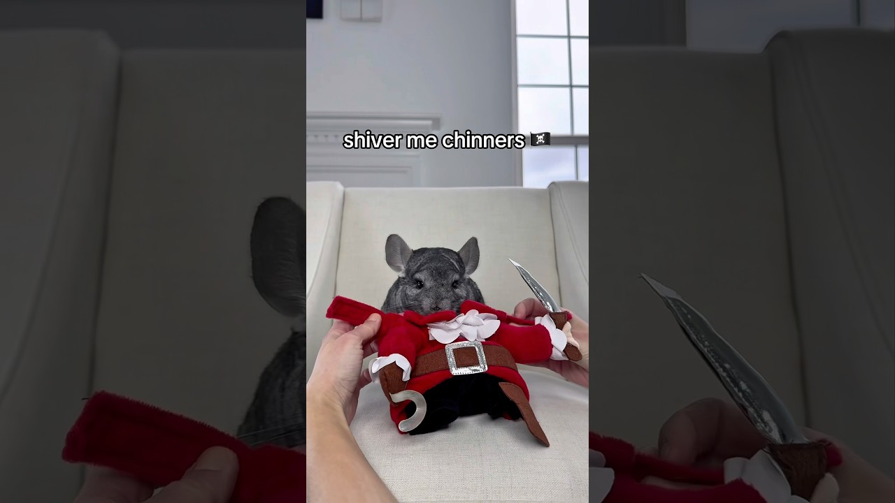 Captain Phil has arrived 🏴‍☠️  #pirates #funnypets #chinchilla #shortsfeed