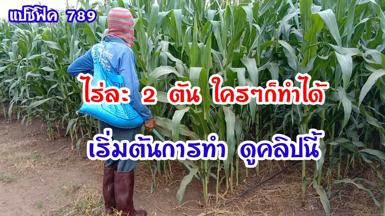 แปซิฟิค 789 ไร่ละ 2ตันแนะนำตั้งแต่เริ่มต้นปลูก/การใส่ปุ๋ย/กำจัดวัชพืช/กำจัดหนอน#