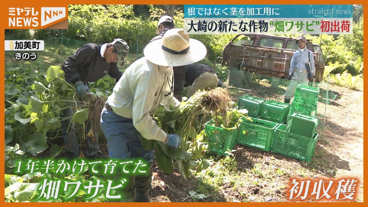 茎'を食べる『畑ワサビ』初出荷 「1年目としては最高の仕上がり