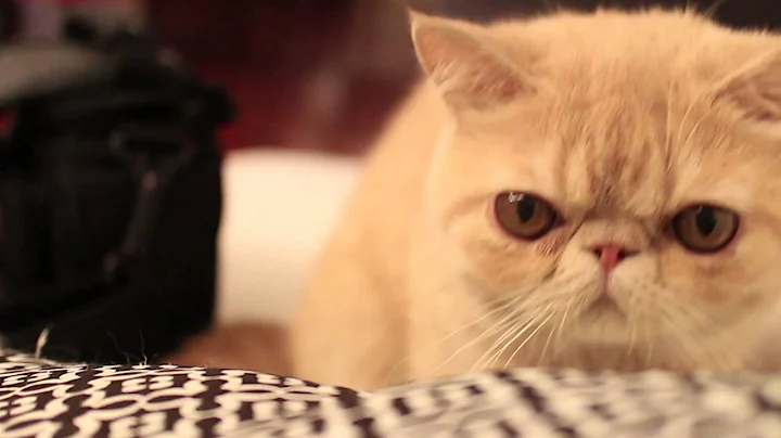 Watch the video about Exotic Shorthair Kitty Cuteness in HD! So CUUUUTE!!!