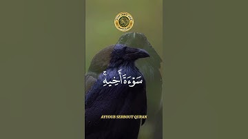 سورة المائدة الآية 31 تلاوة الشيخ الغامدي