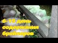 🐔🐥🐥 6 - 15 ДЕНЬ ВЫРАЩИВАНИЯ БРОЙЛЕРОВ. ПРОБИОТИК БАЙКАЛ для животных. КОРМЛЕНИЕ. ВЕС В 15 ДНЕЙ