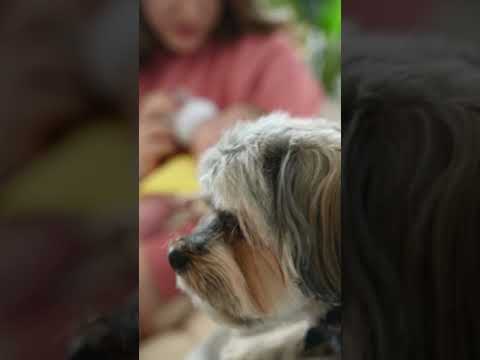 Animals#Shorts - YouTube