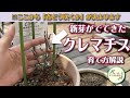 【3月~4月】クレマチスがどう育つのか分かりやすく解説します!