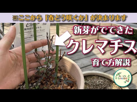 【3月~4月】クレマチスがどう育つのか分かりやすく解説します! hqdefault