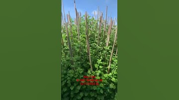 Cung Cấp Hoa Cúc Đại Đoá Tết 2023 Khu T Bé 15/11 ÂL D 1M2 1M 85 60 40 CÔNG TY CP HOA CÚC A NHÀN