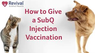 How to Give Your Dog or Cat a Shot