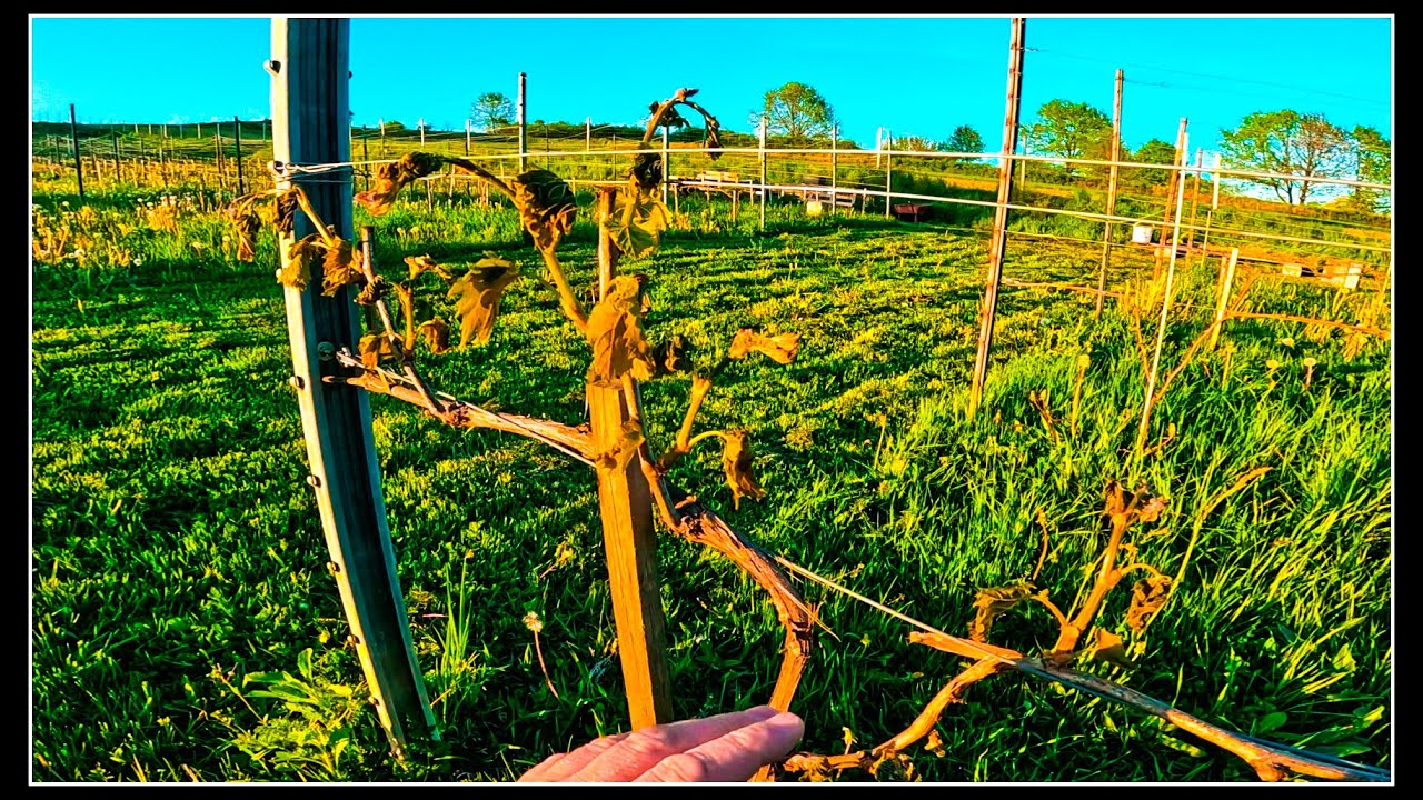 Przymrozek na Winnicy.