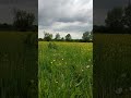 Thunderstorms are expected in the Kharkiv region today. The Izyum district...