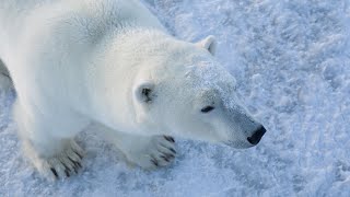Back To Polar Bear Basics, Gr 4+