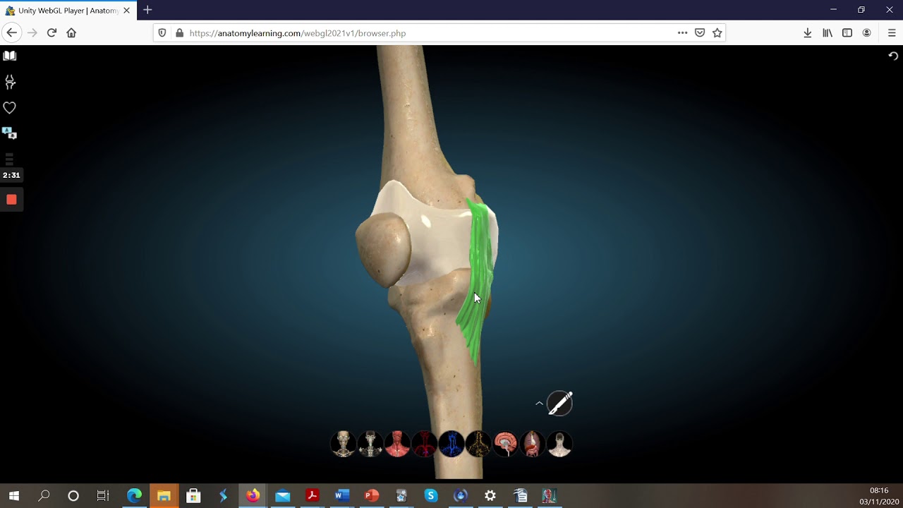 ANATOMIE 3D : Les MOYENS d'UNION de l’ARTICULATION du GENOU [2/2]