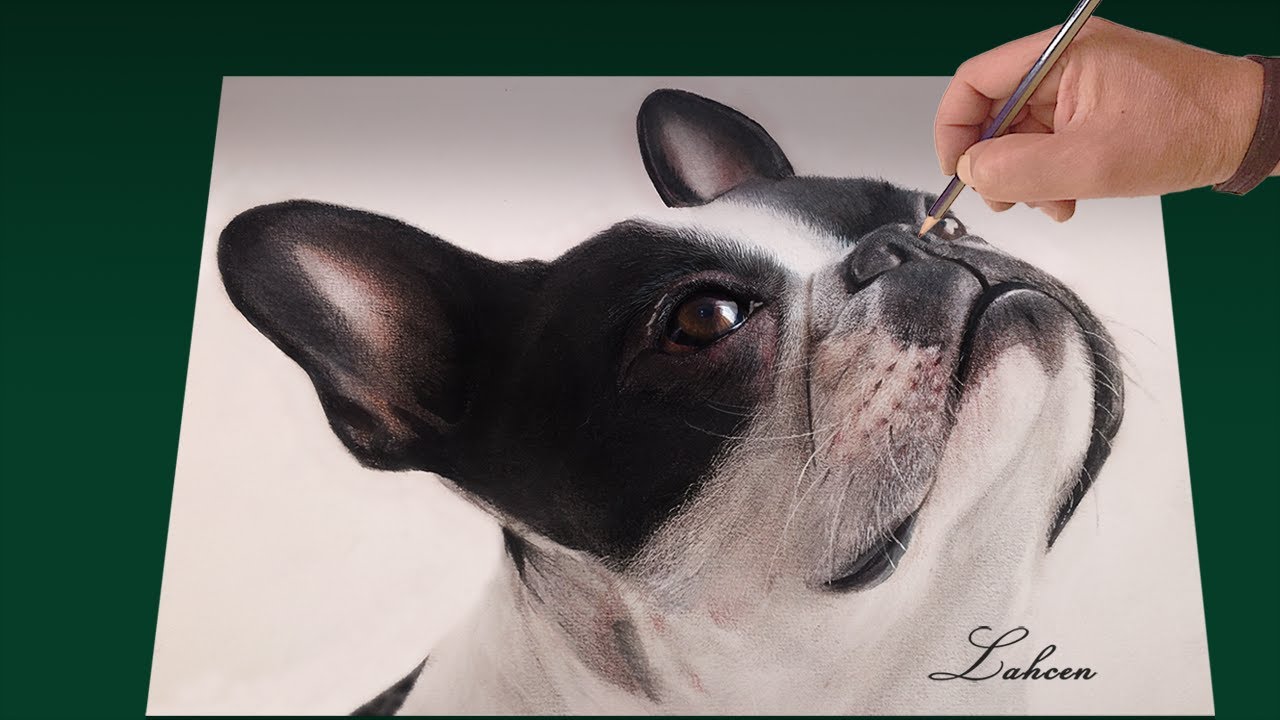 how to draw a realistic dog for beginners step by step , Head Detail