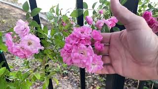 Peggy Martin Hurricane Katrina Rose