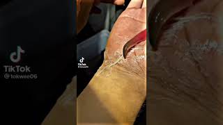 ada yang tau hewan apa ?#shorts #shortvideo #short #animals #animal #lintah #pacet #binatang