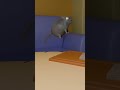 The cute mouse was eaten. #animation #funny #cartoon #parody #shorts