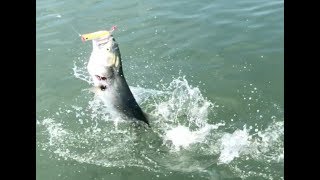 Giant Bluefish hitting topwater during Massive Feeding Frenzy!