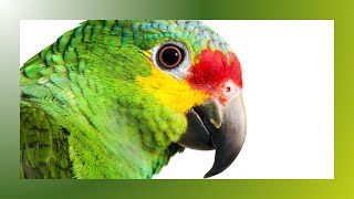 All About Amazon 🦜 Parrots: The Ultimate Guide to Caring for Your Feathered Friend! by Animal Fun & Facts 113 views 1 month ago 1 minute, 59 seconds