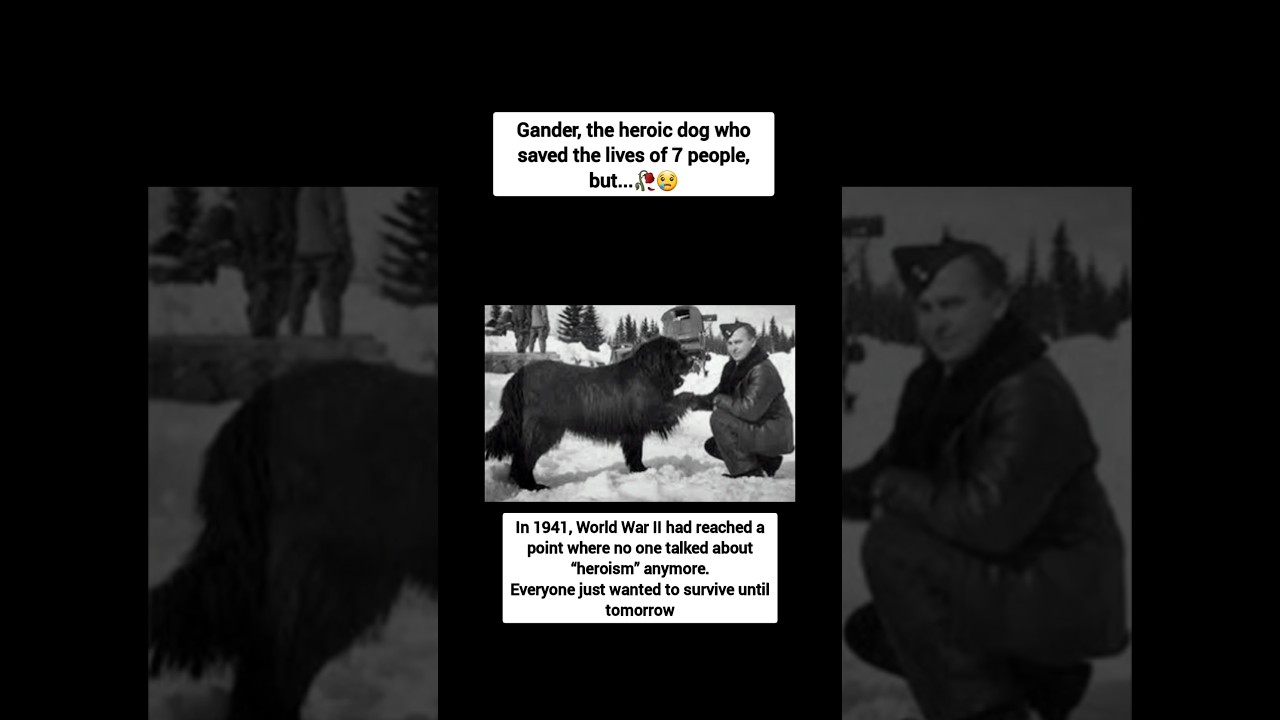 Gander, the heroic dog who saved the lives of 7 people, but...😢🥀