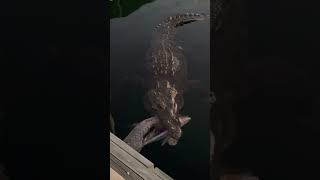 Massive Crocodile Swims Near Boat and Devours a Huge Fish