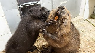 BEAVERS HAVE A CRUEL ENCOUNTER / Pig meets raccoons