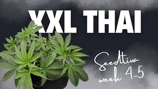 LST Went TOO Good… 👀 | Week 5 Fast Buds Update | Code: dahGbro