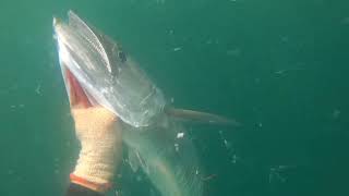 Fish Unlock - Malaking Tangigue Or King Mac