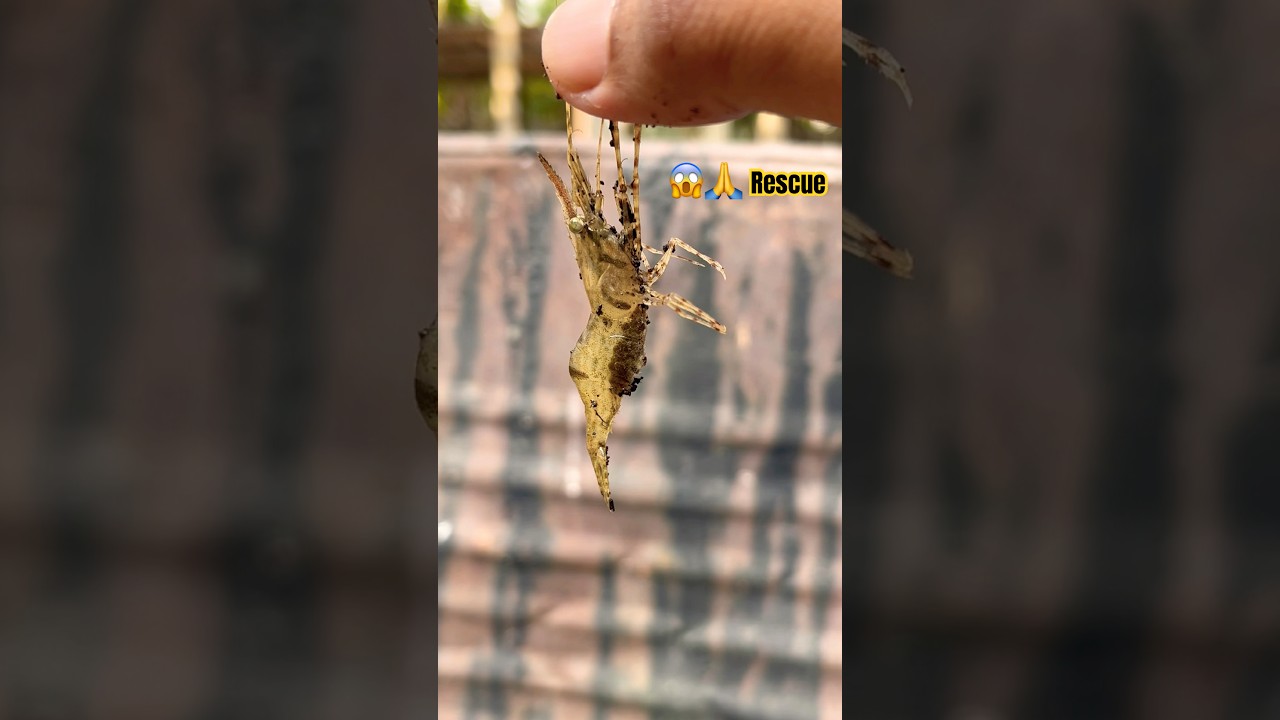 Saved a Shrimp’s Life lovely moment, 🦐😱 