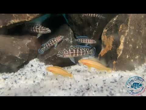 𝐉𝐮𝐥𝐢𝐝𝐨𝐜𝐡𝐫𝐨𝐦𝐢𝐬 𝐌𝐚𝐫𝐥𝐞𝐫𝐢 𝐊𝐚𝐬𝐚𝐧𝐠𝐚 & 𝐉𝐮𝐥𝐢𝐝𝐨𝐜𝐡𝐫𝐨𝐦𝐢𝐬 𝐎𝐫𝐧𝐚𝐭𝐮𝐬 𝐀𝐥𝐛𝐢𝐧𝐨 𝐅𝟏𝐬 𝐀𝐯@𝐢𝐥𝐚𝐛𝐥𝐞! 𝐏𝐢𝐧𝐠@ 𝟔𝟑𝟖𝟎𝟓𝟗𝟓𝟏𝟏𝟎