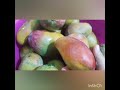 طريقه تخزين المانجا النعومي يوميات الحاجه ام براءه طريقه تخزين المانجا النعومي يوميات الحاجه ام براءه