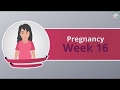 Baby’s Development at 16th Week of Pregnancy   Part 1