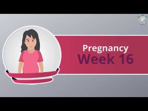 वीडियो: गर्भावस्था के 16 सप्ताह: संवेदनाएं, भ्रूण का विकास