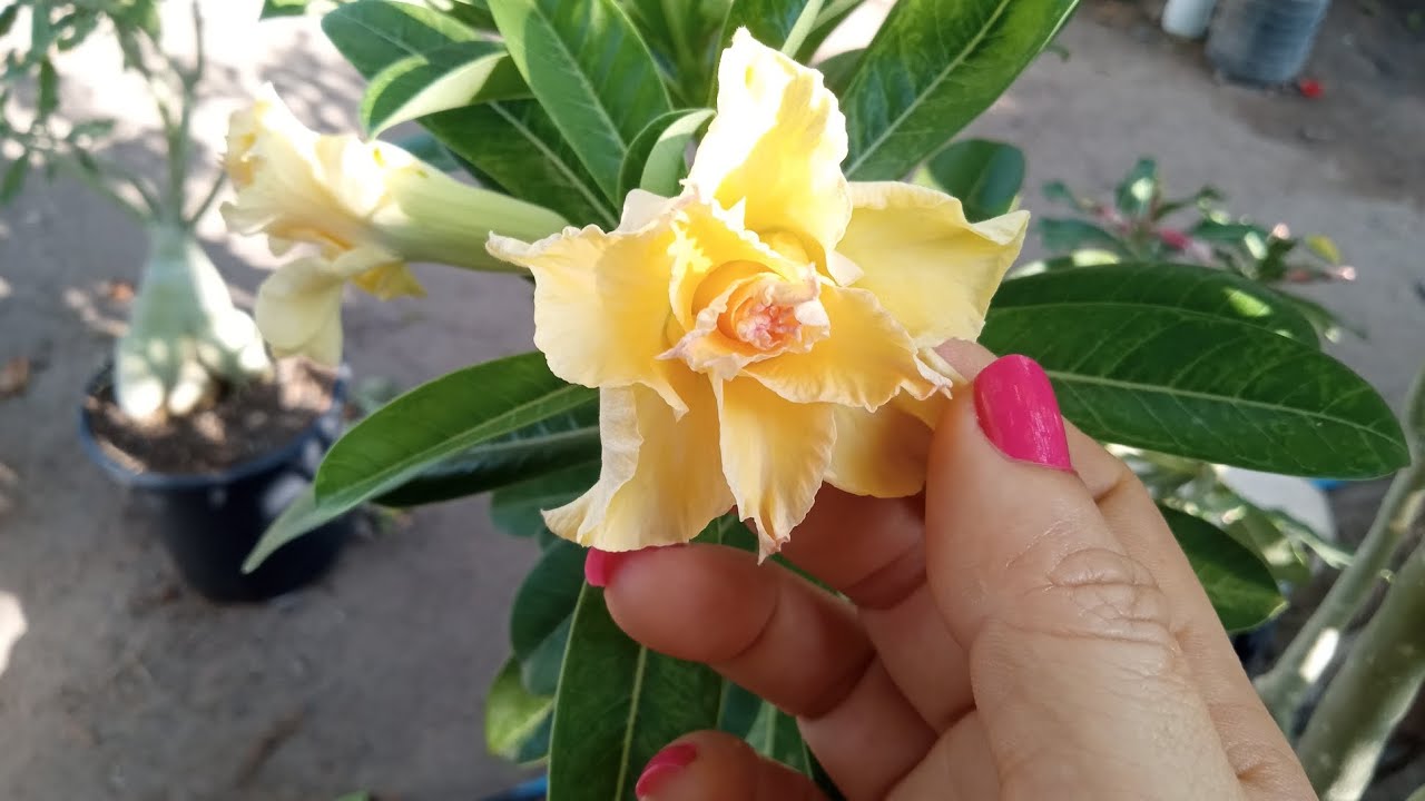 Bom dia amores 💖 mostrei substrato e principalmente flores lindas 💓🏡