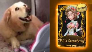 Identity V | WHAT? DOCTOR NEW SKIN ESSENCE OPENING | Emily Wild Strawberry S Tier Skin