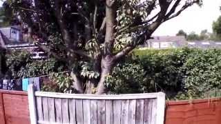 AR Drone Parrot 2.0 with GPS test flight in garden, nottingham