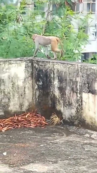 #youtubeshorts  #ytshorts bokeh full frame asli bokeh full frame asli 1 jam