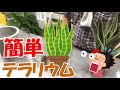 【多肉植物】🌵サンスベリアの簡単テラリウムの作り方。