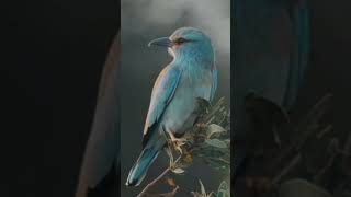 Have You Ever Seen A Bird This Beautiful? 😲✨ #WildPulsePro #naturerelaxation #4knature #birds