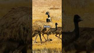 The Great Emu War emuwar  australiahistory  birdsvshumans  emuswon  bizarrewars  emuattack