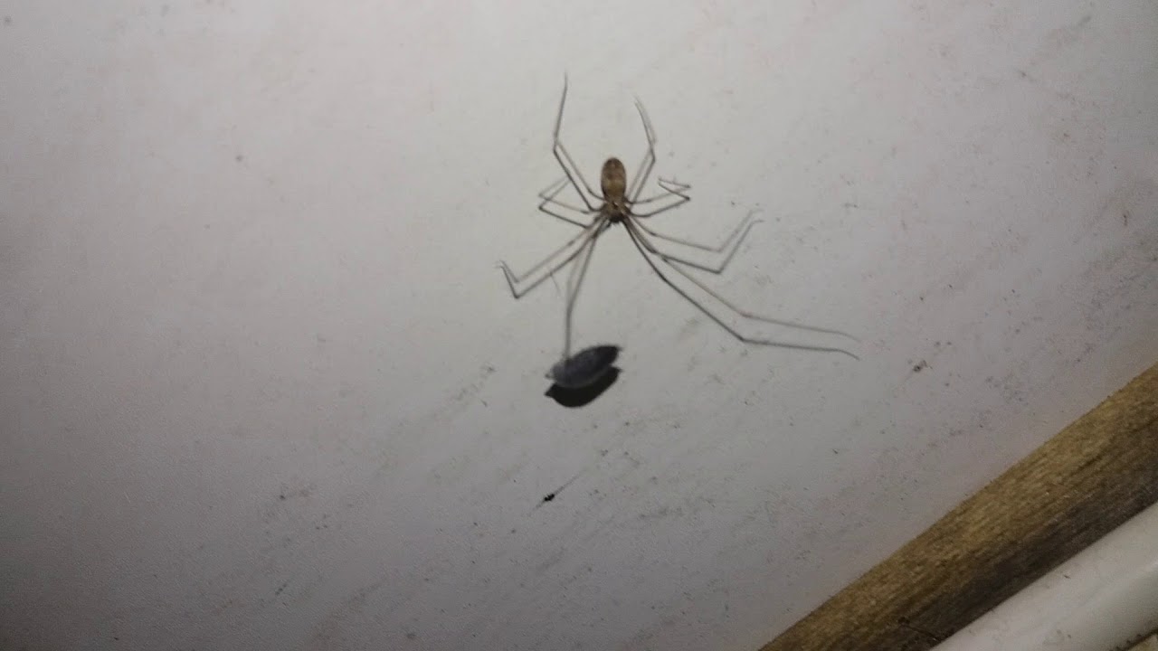 Bathyphantes Nigrinus i jego ofiara cz. 1/2 