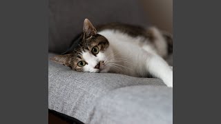 Cat's Ambient Serenade of Waterside Peace